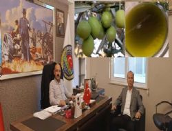 Mut'ta Zeytinde hasat sona erdi